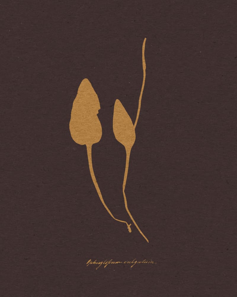 Golden Botanical Silhouettes by Wild Violets — canvas wall art