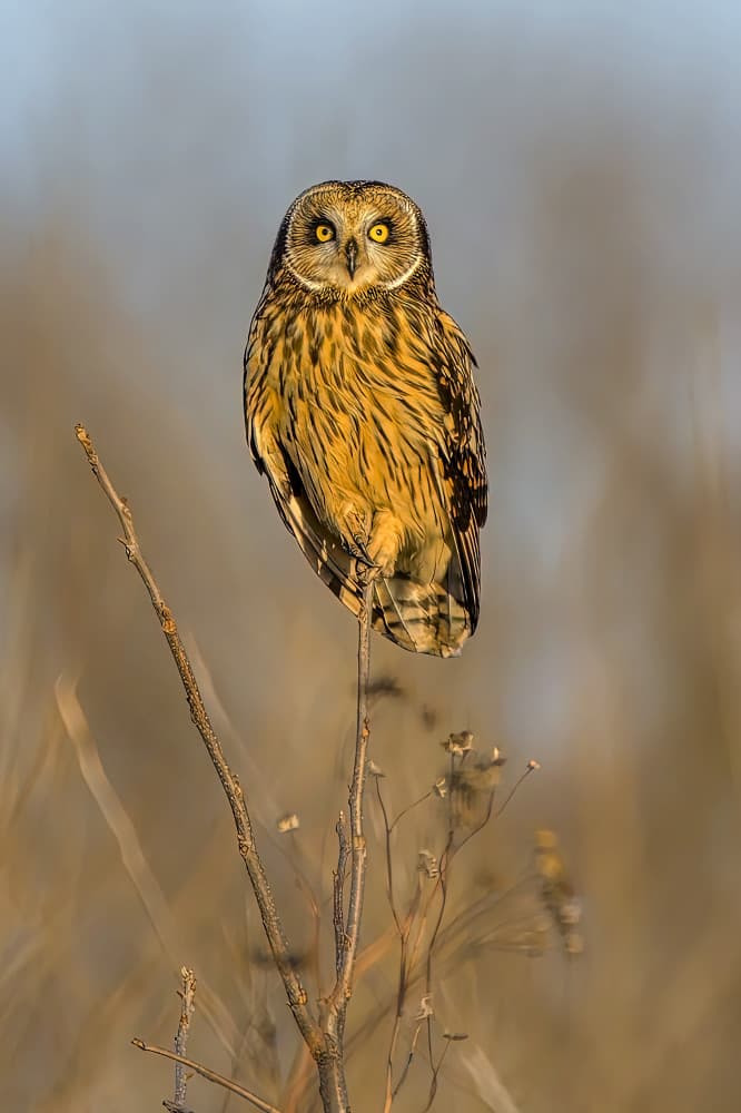 Watchful Short-eared Owl by Jacob (Jian) Xu — canvas wall art