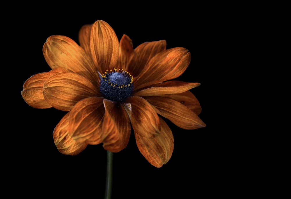 Rudbeckia by Mandy Disher — canvas wall art