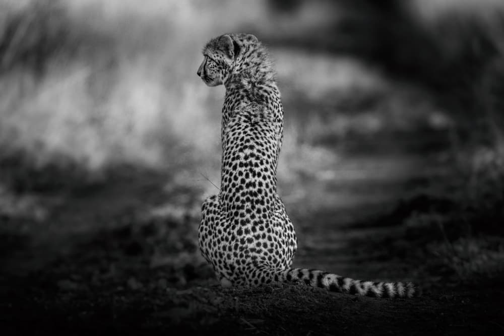 Elegant African Cheetah by Jaco Marx — canvas wall art