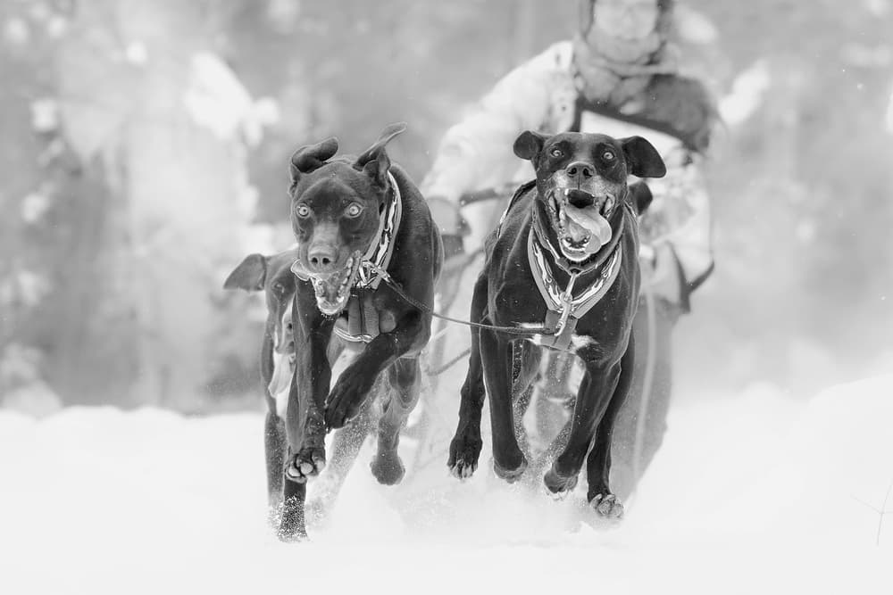 Intense Sled Dog Race by Henry Zhao — canvas wall art