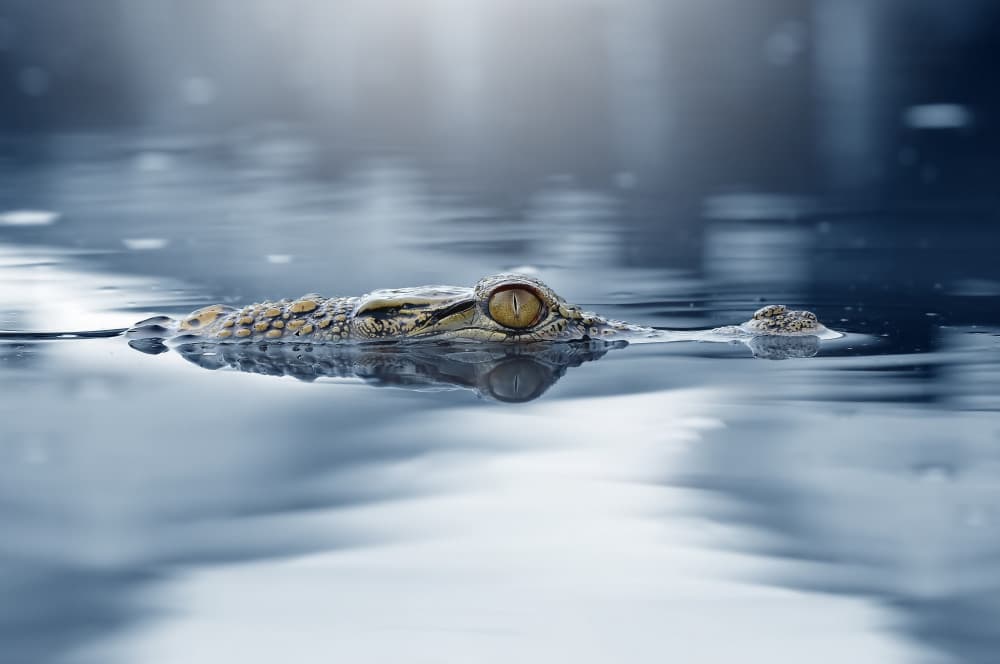 Watchful Crocodile Eye by Andri Priyadi — canvas wall art