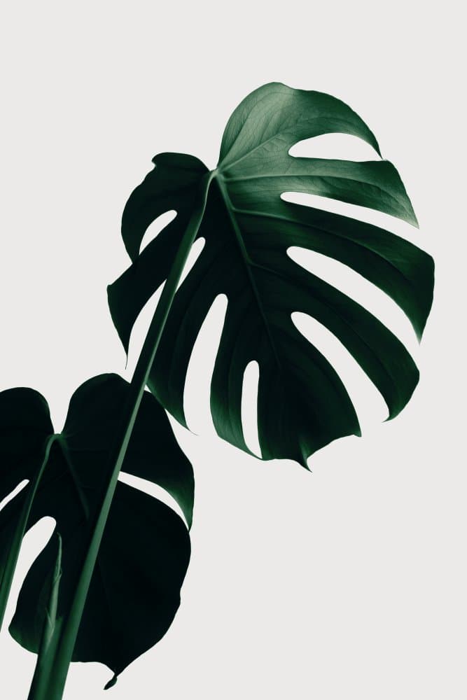 Tropical Green Monstera by Pictufy Studio III — canvas wall art