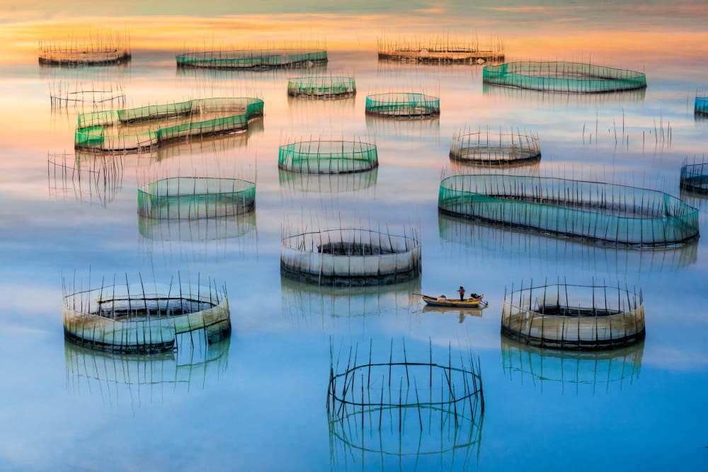 Serene Fish Farm by Li Ying — canvas wall art