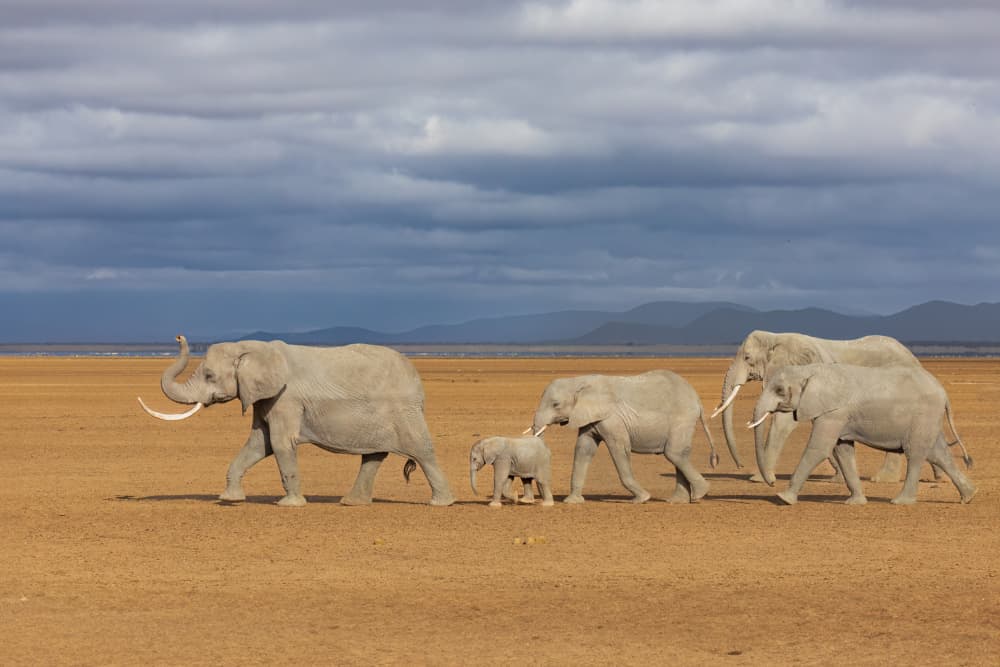 Elephant Family Journey by Mark Strom — canvas wall art