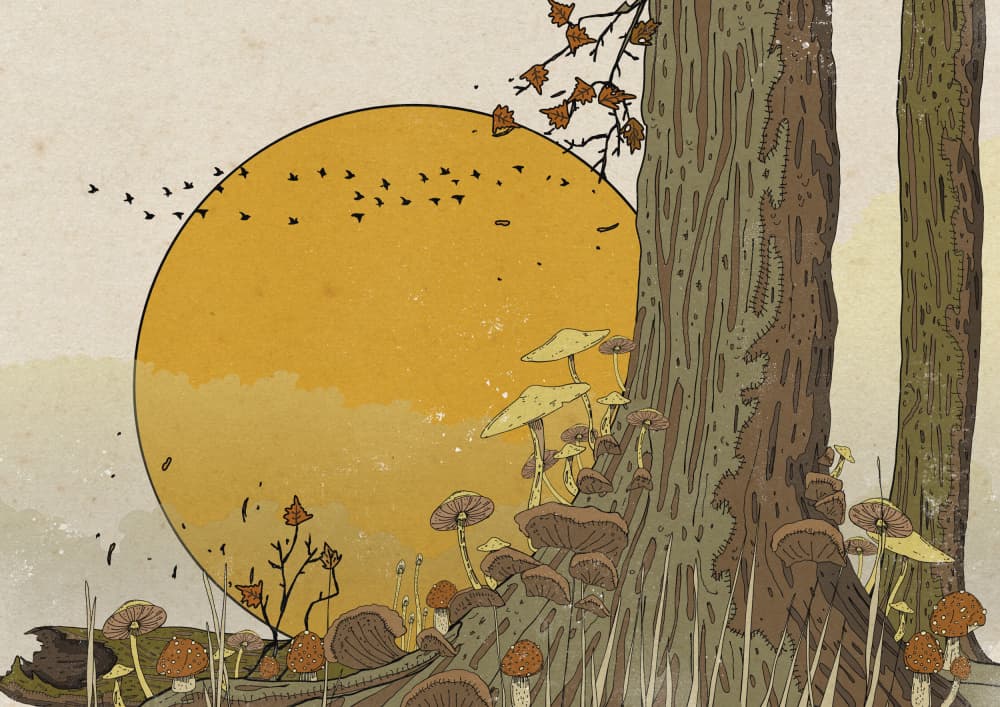 Golden Sun Forest Mushrooms by Nicholas — canvas wall art