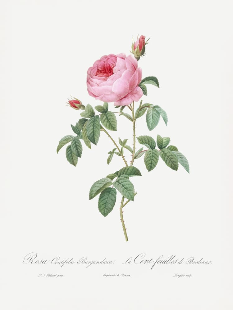 Burgundy Cabbage Rose, Les Roses (1817–1824) by Pierre-Joseph Redoute — canvas wall art