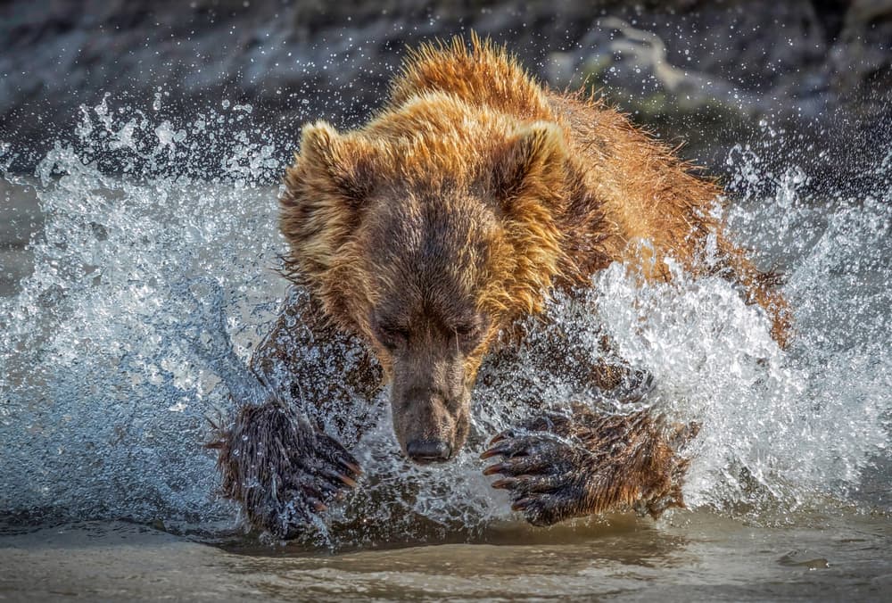 Grizzly Bear Water Charge by Roshkumar — canvas wall art