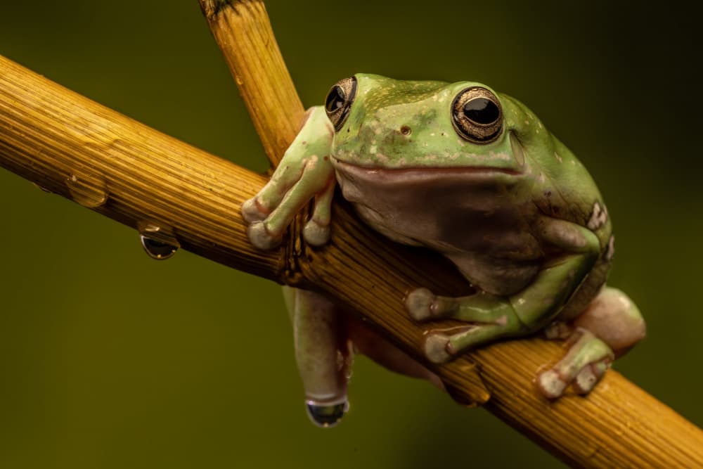 Curious Tree Frog by David Bennion — canvas wall art