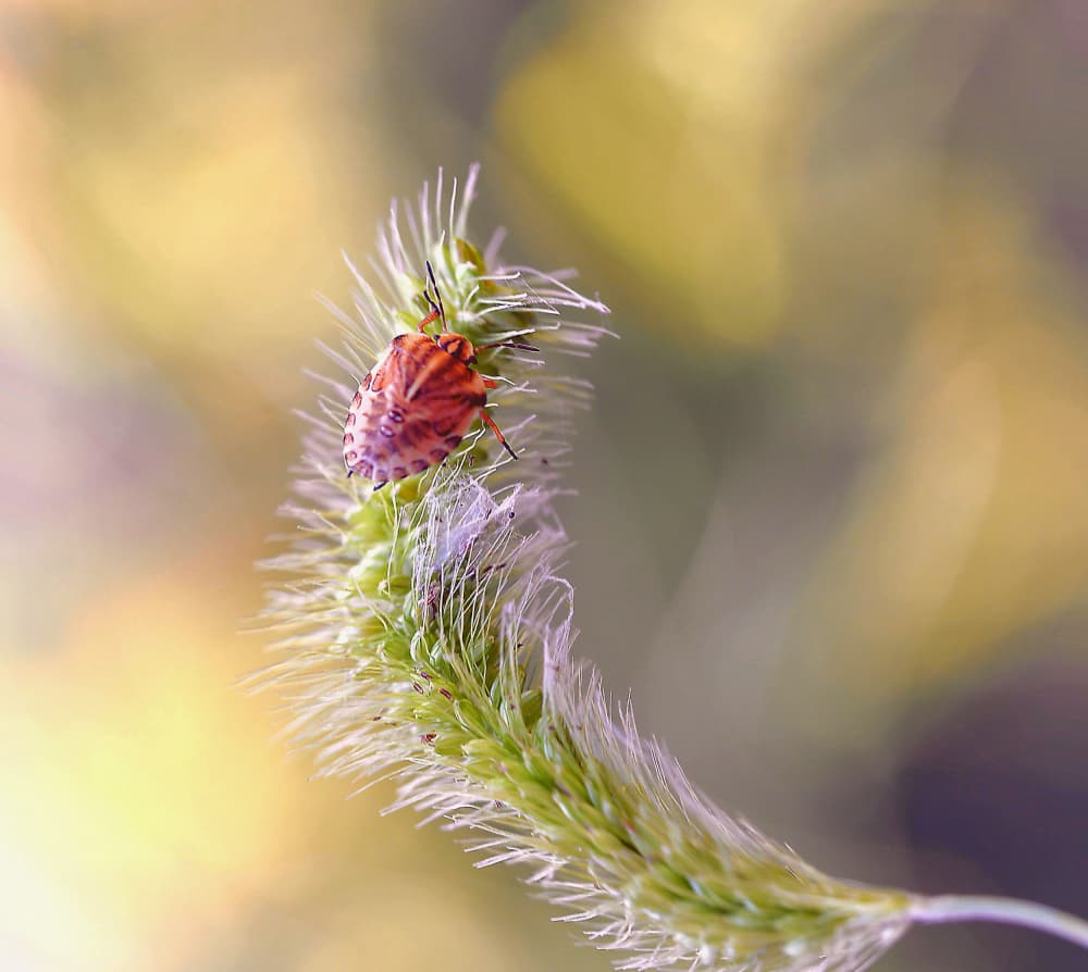 Macro Bug on Grass by Thierry Dufour — canvas wall art