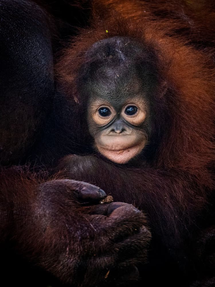 Cute Baby Orangutan by Prabu Dennaga — canvas wall art