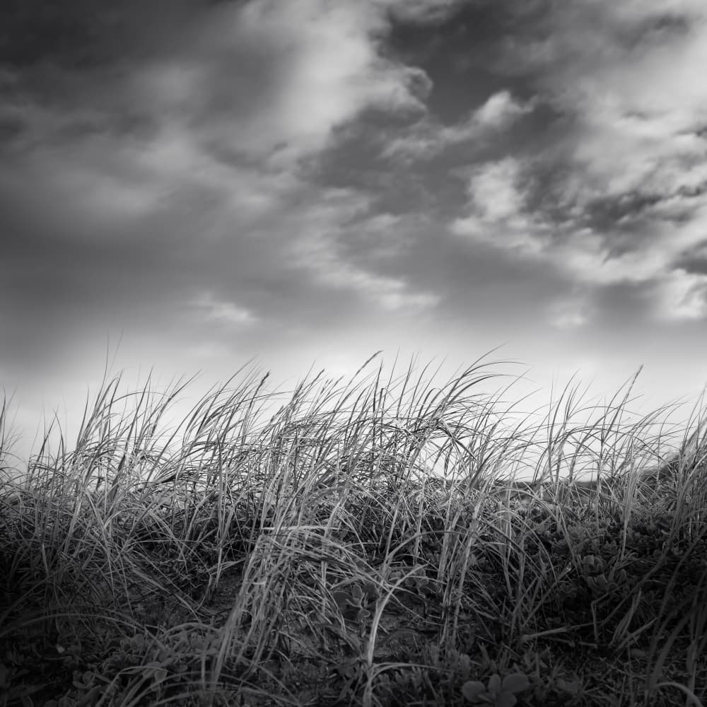 Windswept Grass Sky by Ray Truter — canvas wall art