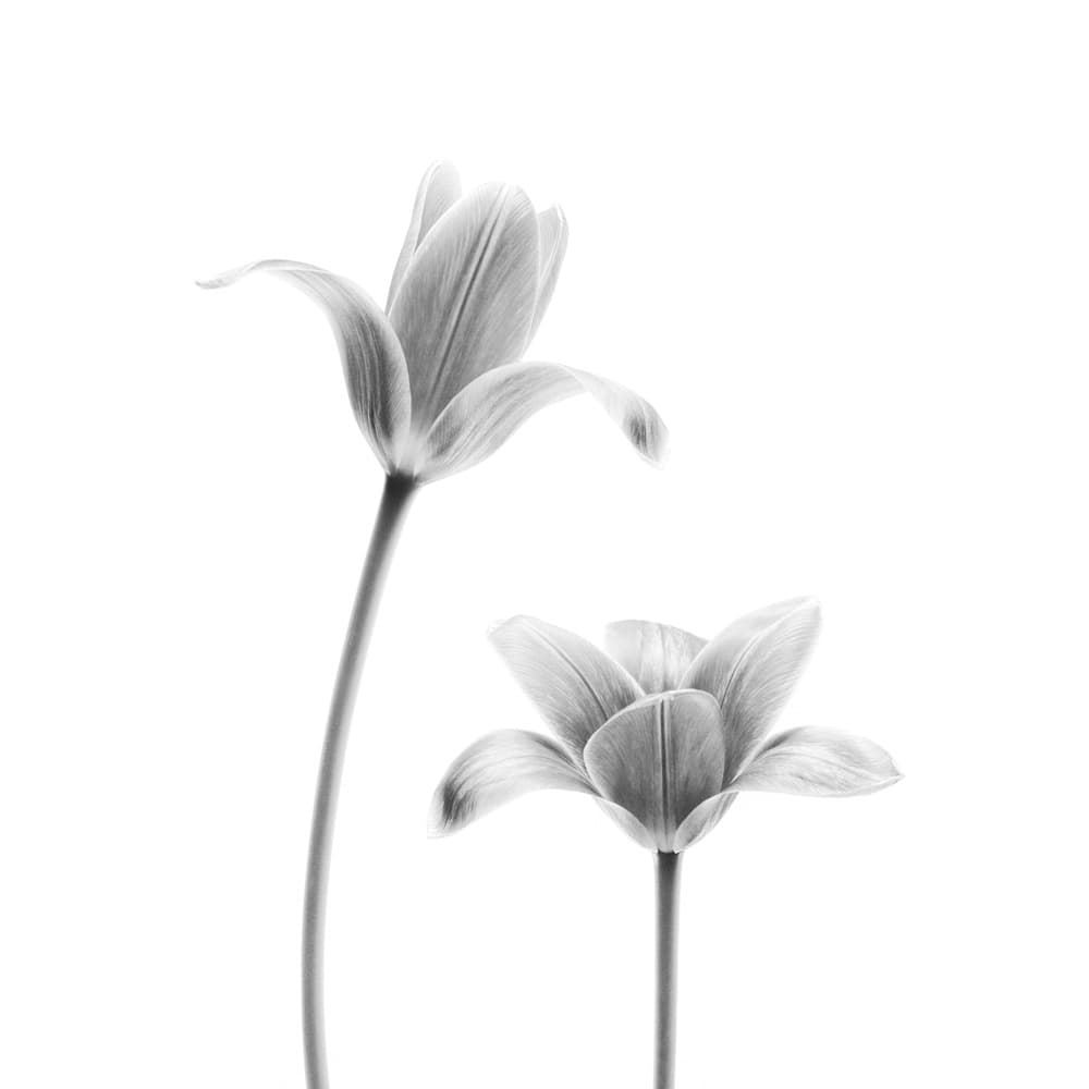 Graceful White Tulips by Lotte Grønkjær — canvas wall art