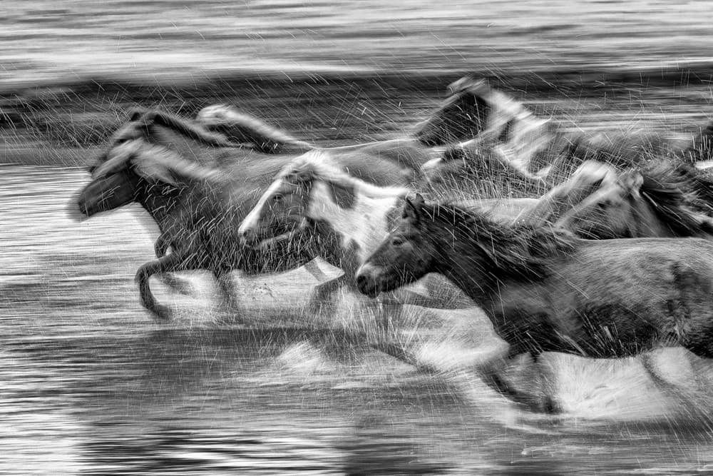 Wild Horses Running by Libby Zhang — canvas wall art