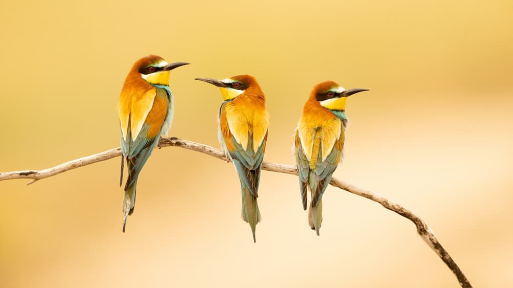 Three Colorful Bee-eaters by Joan Gil Raga — canvas wall art