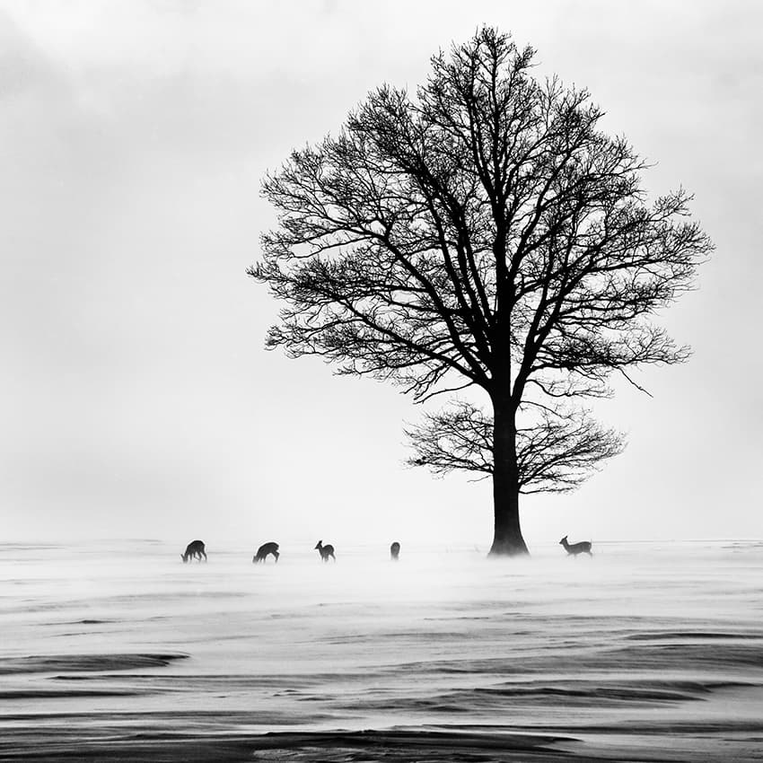 Winter Tree and Deer