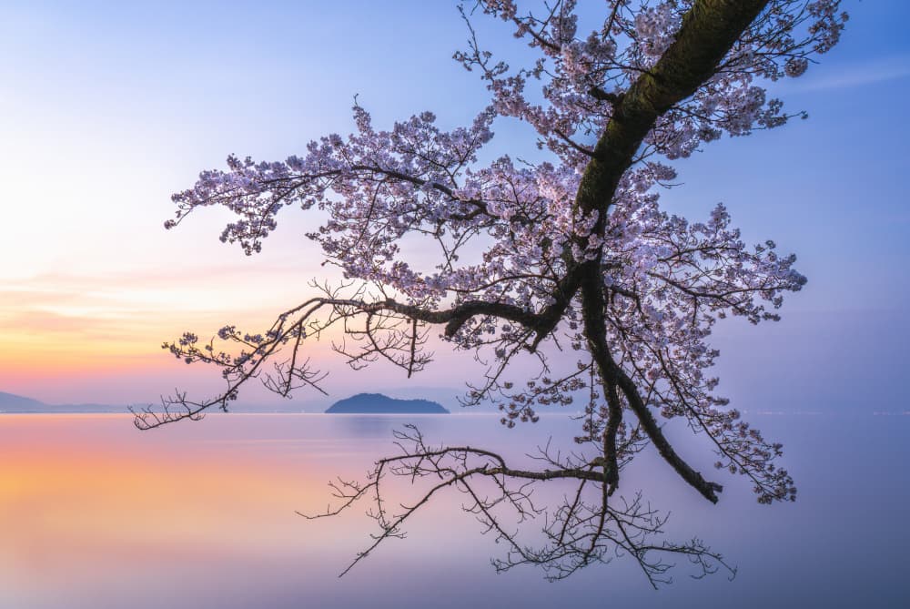 Cherry blossoms on the lake in the morning glow by Hiroaki Ikeshita — canvas wall art