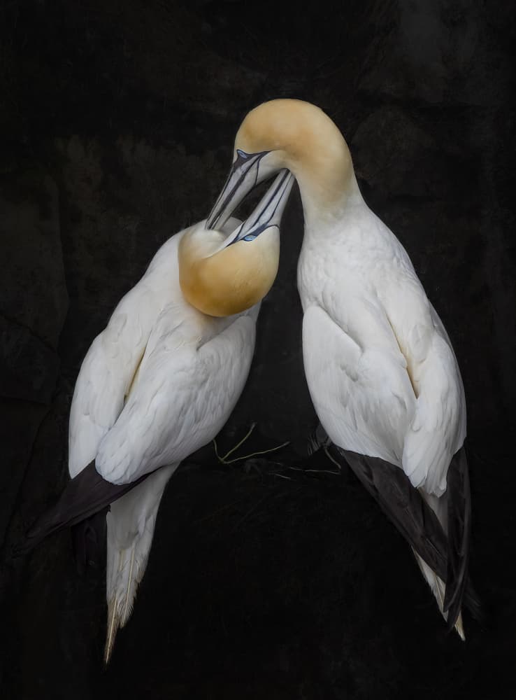 Gannet Pair Embrace by Molly Fu APA — canvas wall art