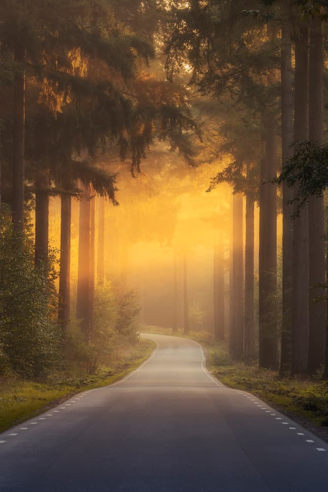 Golden Forest Road by NingYun Ye — canvas wall art