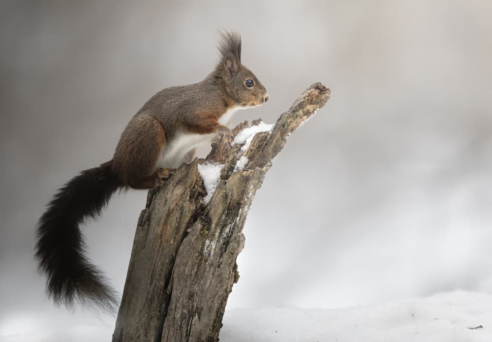 Winter Squirrel on Stump by Marco Barisone — canvas wall art