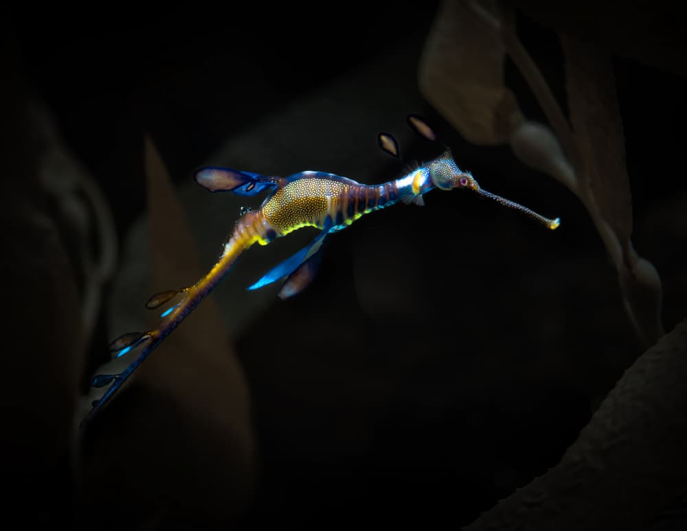 Vibrant Sea Dragon by Alex Zhao — canvas wall art