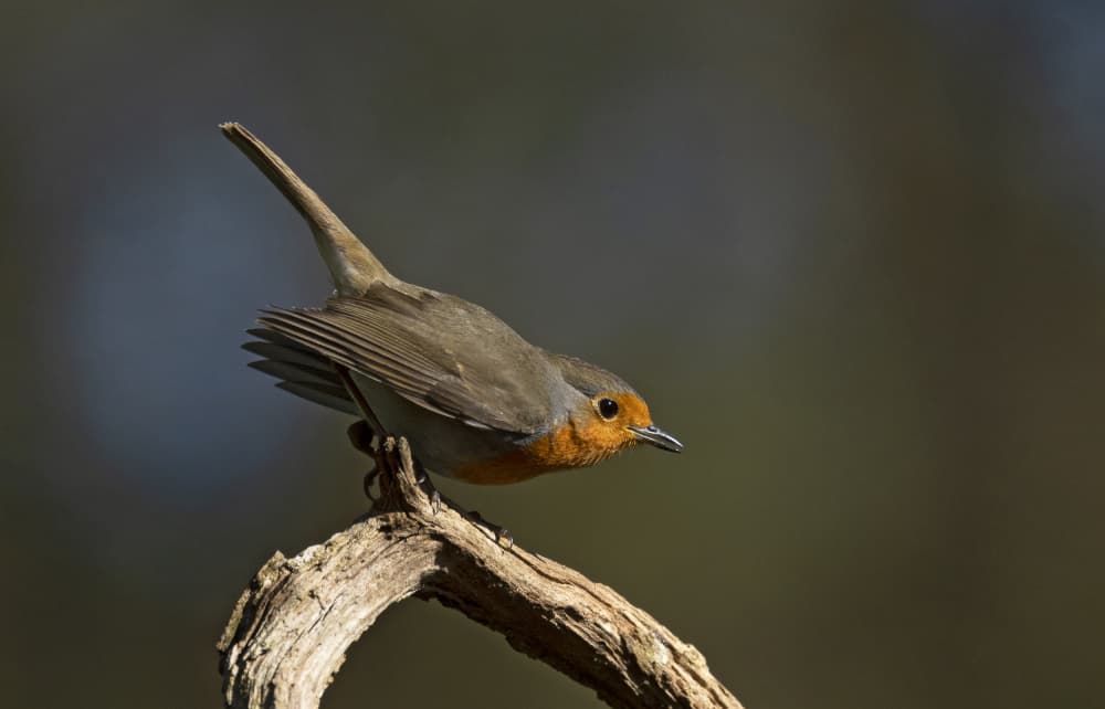 Orange Robin Perch by Shlomo Waldmann — canvas wall art