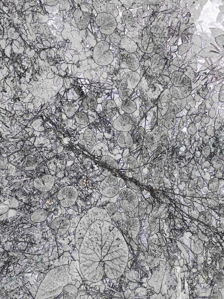 Intricate Leaf Canopy by Santhosh ch — canvas wall art