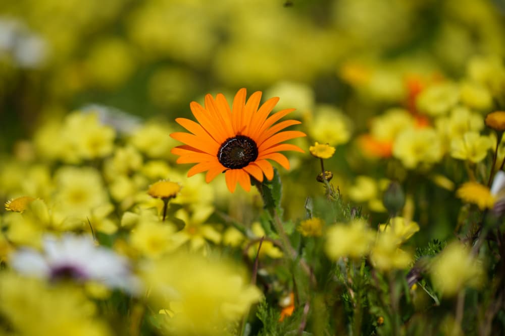 Vibrant Orange Bloom by Etienne Steenkamp — canvas wall art