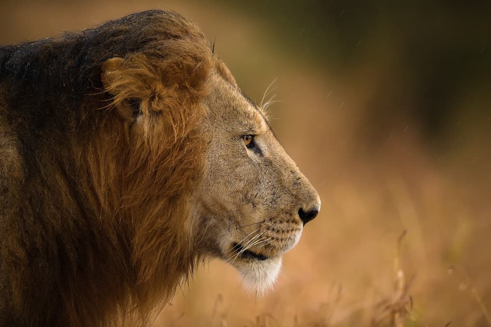 Majestic Lion in Rain by Faisal ALnomas — canvas wall art