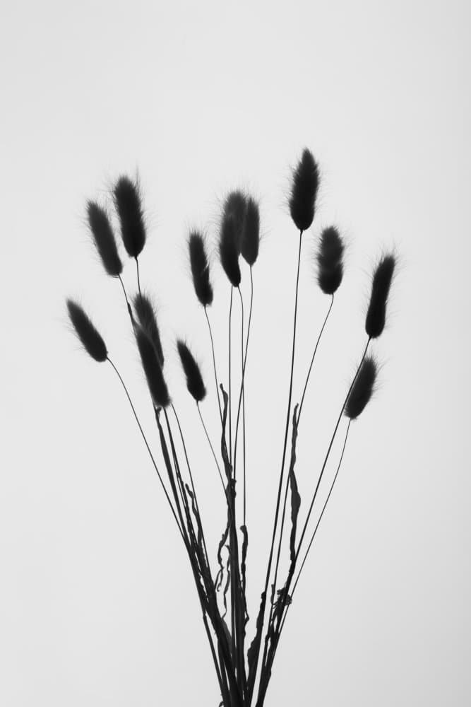 Delicate Fluffy Stems by Pictufy Studio III — canvas wall art