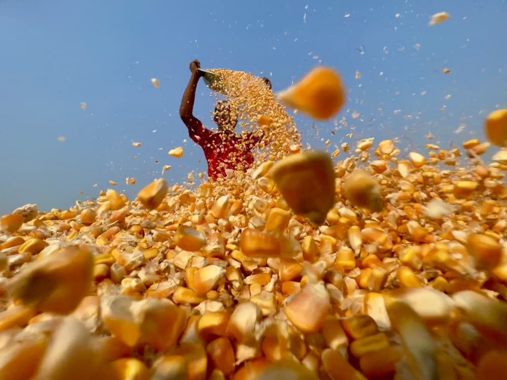 Golden Corn Harvest by Siraj Akram Kayes — canvas wall art