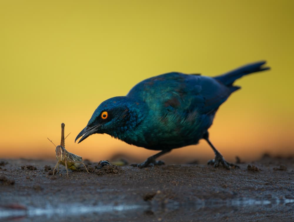 Blue Starling Hunt by Jaco Marx — canvas wall art