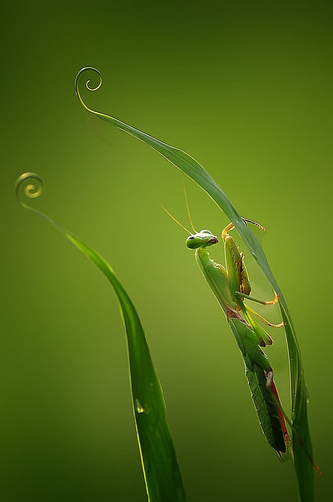 Praying Mantis Curl by Arief Setiawan — canvas wall art
