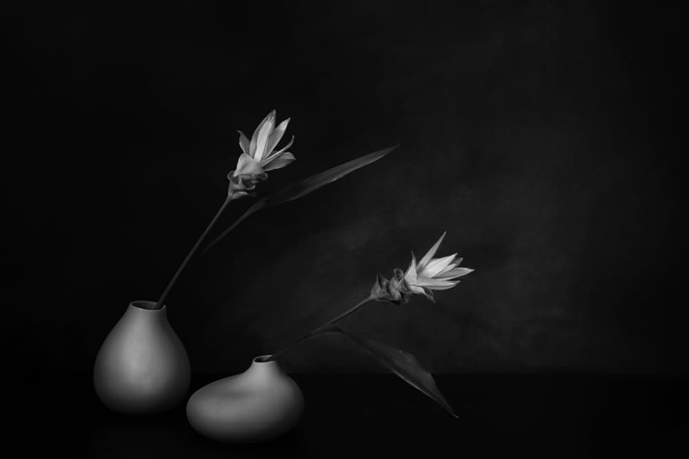 Monochrome Floral Serenity by Saskia Dingemans — canvas wall art
