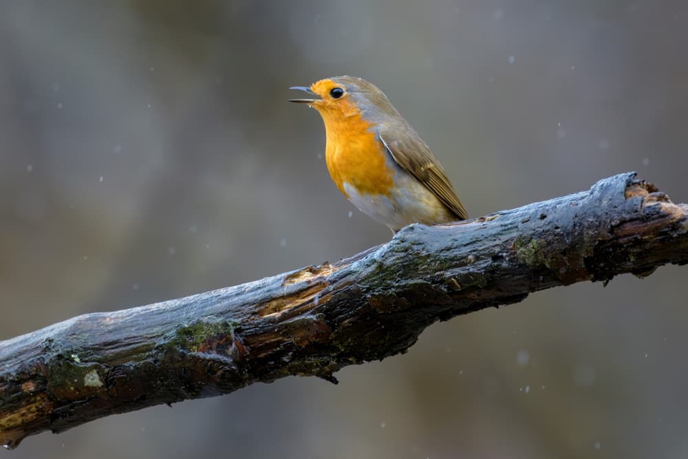 European Robin Winter Song by Marco Galimberti — canvas wall art