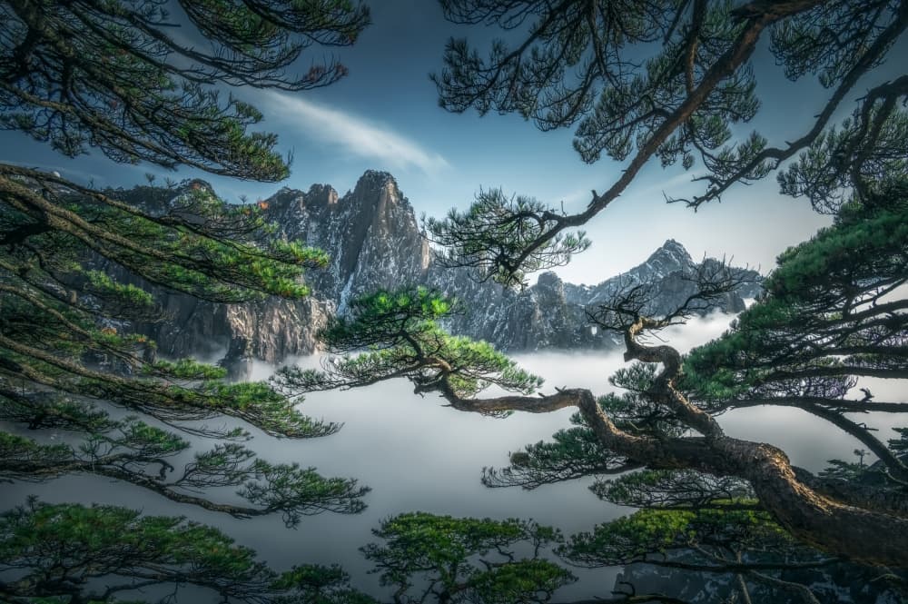 Majestic Mountain Pines by NingYun Ye — canvas wall art