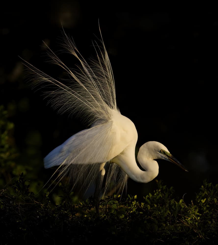 Elegant Egret Plumes by Amy Marques — canvas wall art