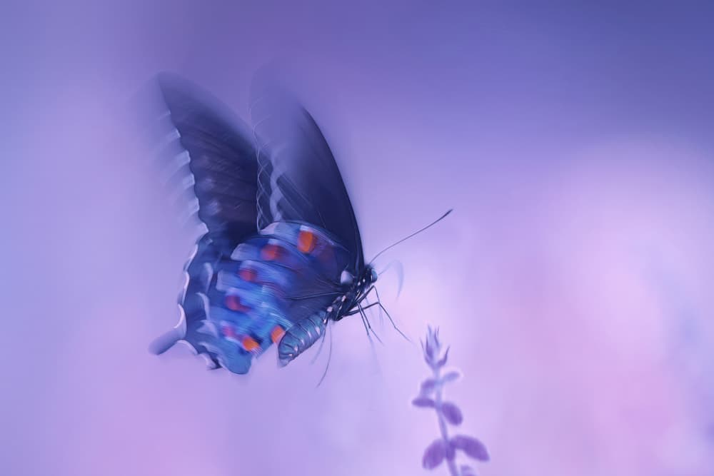 Hovering Purple Butterfly by Qing Zhao — canvas wall art