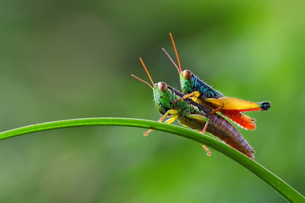Vibrant Grasshopper Mating by Kurit Afsheen — canvas wall art