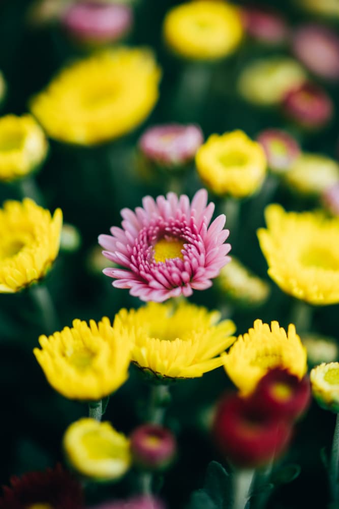 Pink and Yellow Chrysanthemums by Javier Pardina — canvas wall art
