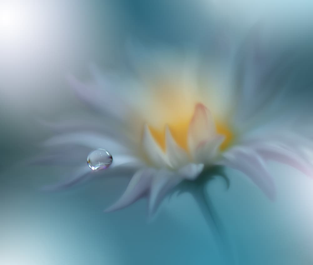 Serene Flower Droplet by Juliana Nan — canvas wall art