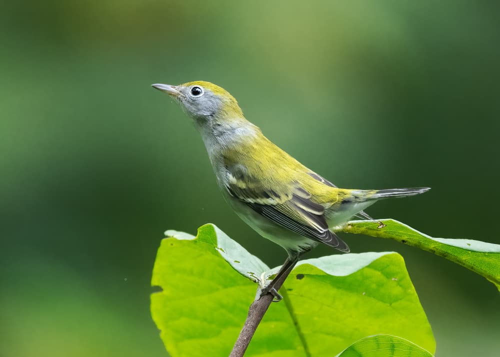 Yellow Green Warbler by Robert Zhang — canvas wall art