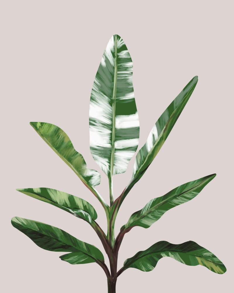 Green Banano Leaves by Anis Illustration — canvas wall art