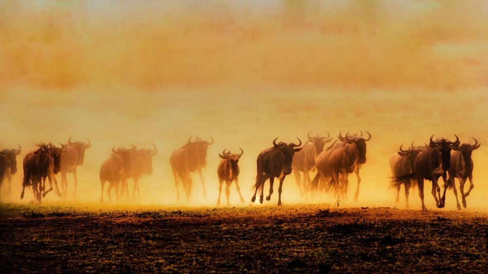 Wildebeest Migration Sunset by Mohammed Alnaser — canvas wall art