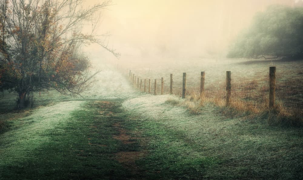 Misty Morning Country Path by Anita Underwood Photography — canvas wall art