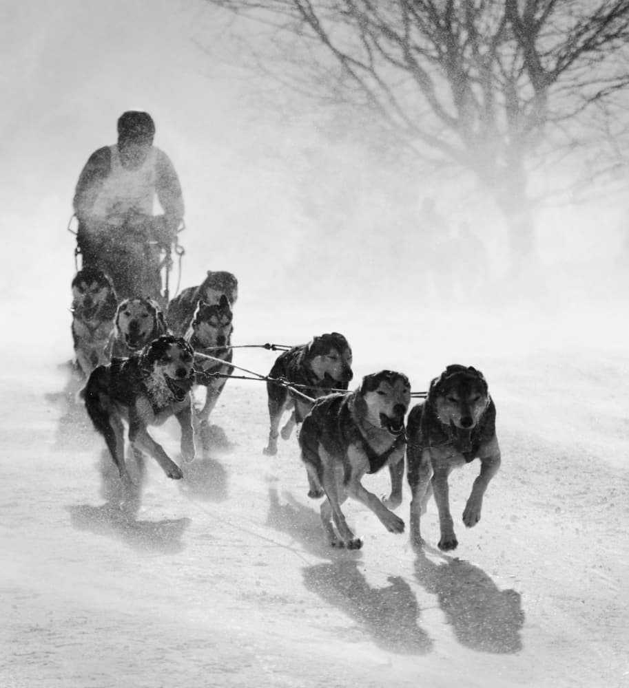 Sled Dog Race by Peter Svoboda MQEP — canvas wall art