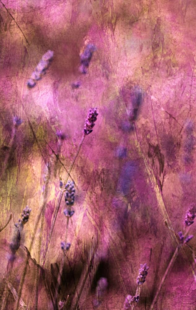 Dreamy Lavender Blooms by Delphine Devos — canvas wall art