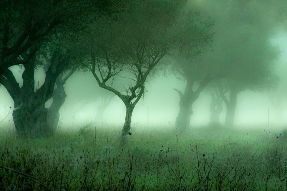 Misty Old Trees by S. Amer — canvas wall art