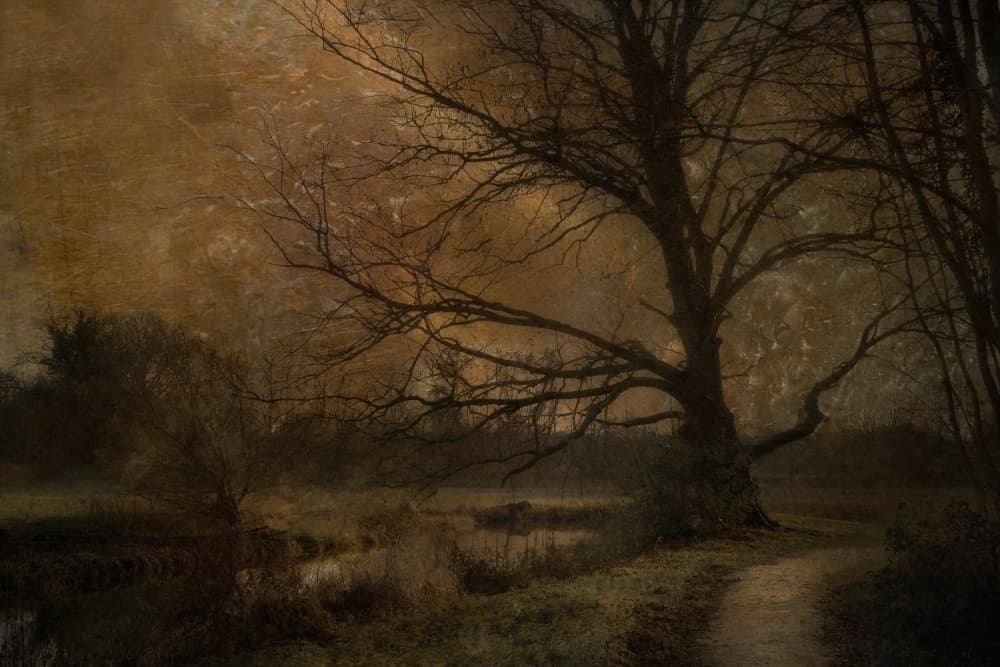 Old tree by Nel Talen — canvas wall art