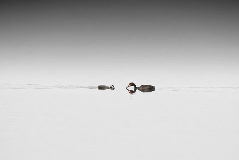 Serene Grebes Reflected by Benny Pettersson — canvas wall art